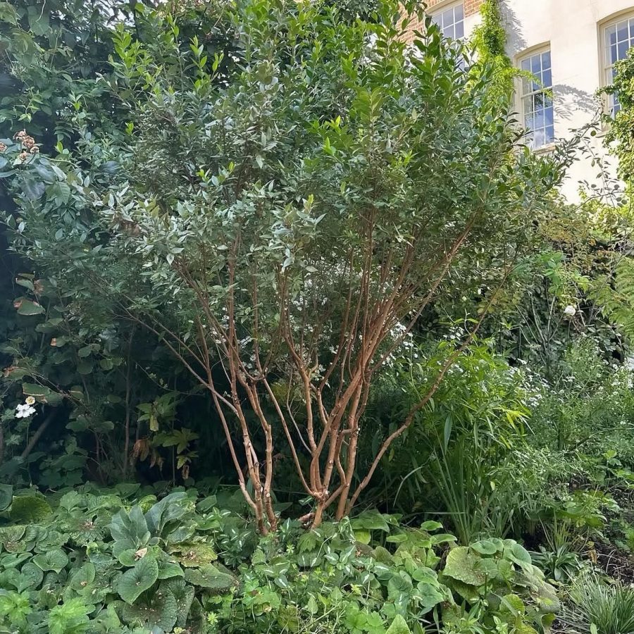Hidden Victorian Garden — project photo
