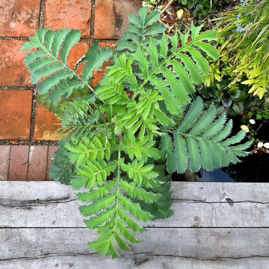 Hidden Victorian Garden — project photo