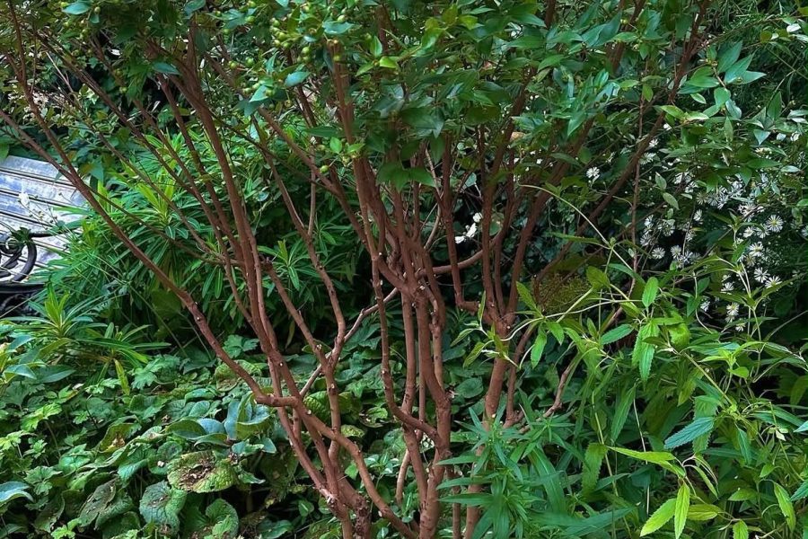 Hidden Victorian Garden — project photo