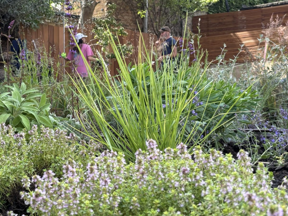 Aromatic Mediterranean planting — grasses, sage and thyme