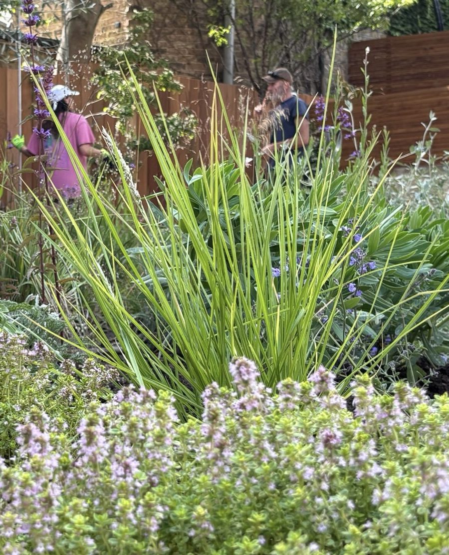 Aromatic Mediterranean planting — grasses, sage and thyme