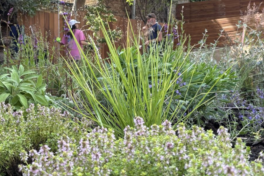 Aromatic Mediterranean planting — grasses, sage and thyme