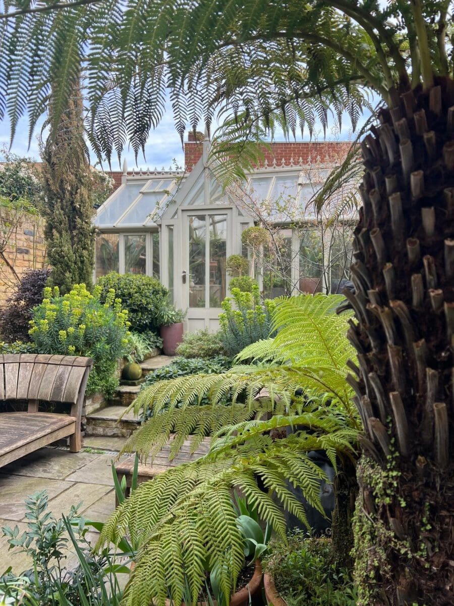 Low-maintenance planting design with tree ferns in a London garden