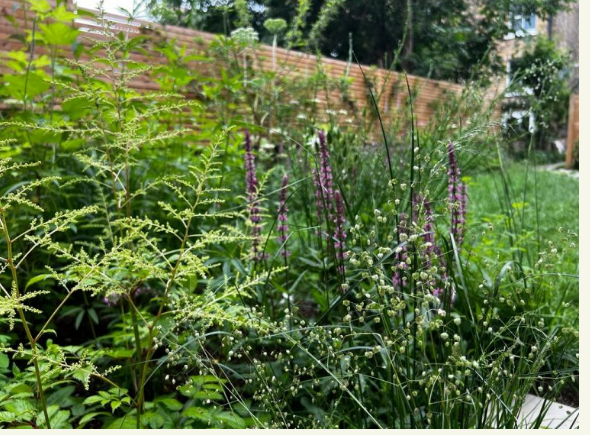 An established Gold & Wild garden