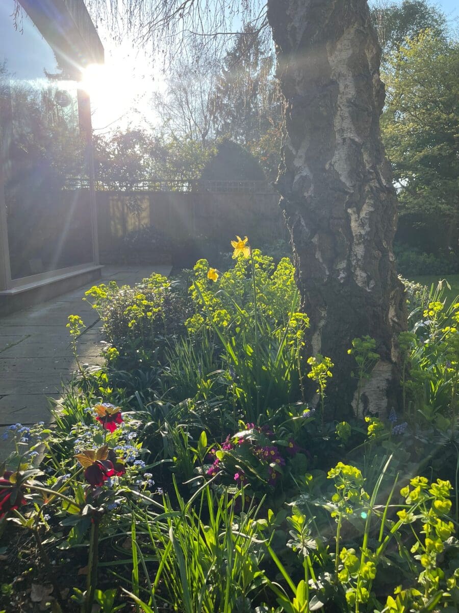 Naturalistic planting around a mature birch tree in a London garden