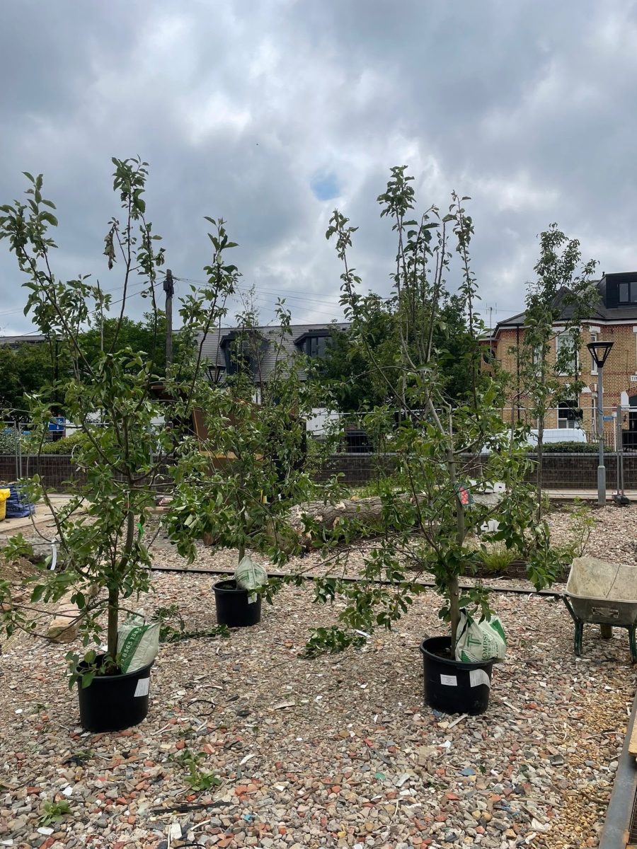 Growing Well Together — project photo