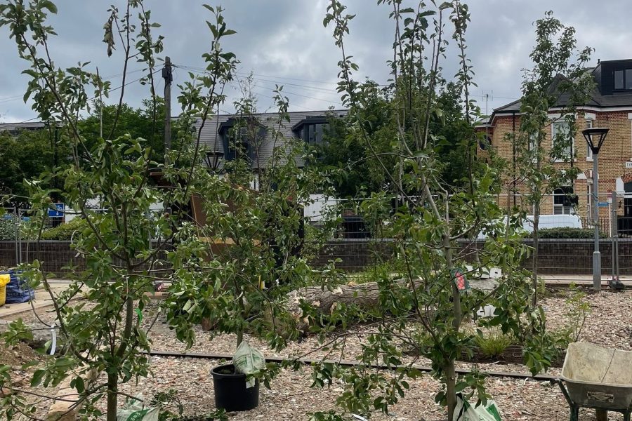 Growing Well Together — project photo