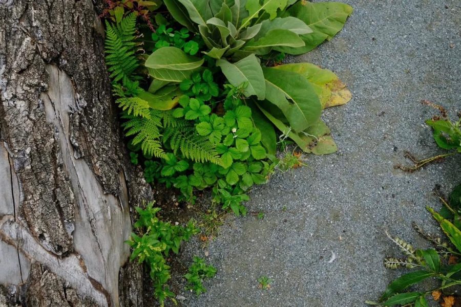 Growing Well Together — project photo