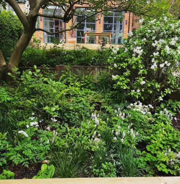 Woodland planting in a London garden