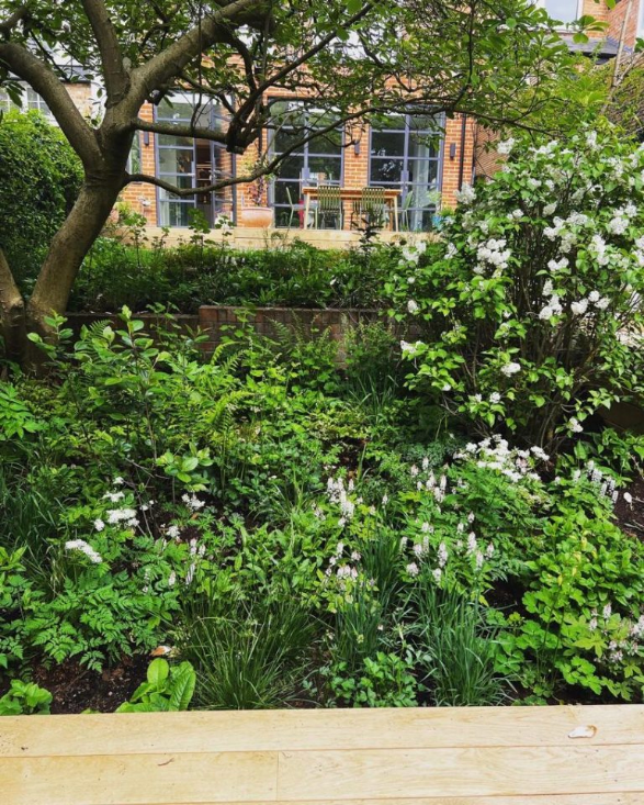 Woodland planting in a London garden