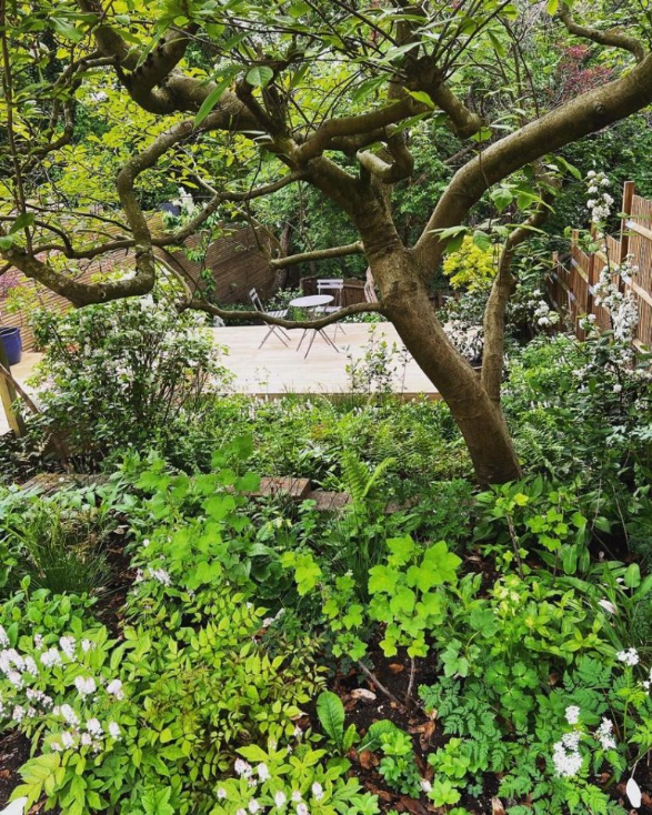 Woodland courtyard garden