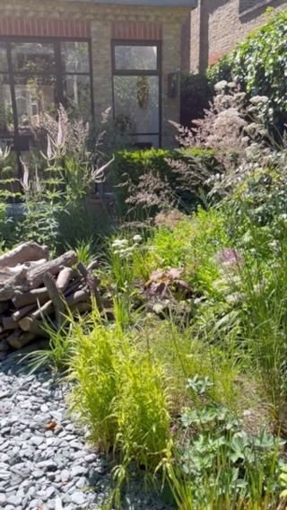 Walk through of our new soft landscape install in Putney. It’s only been in the ground a few weeks and already thriving and vibrant. We love being able to create such an impactful vibe with planting and ecology at the front and centre and it’s all down to working with incredible clients who believe in the ethos of cultivated wild spaces. The garden moves from dynamic planting layers with seasonal changes for window views towards a wilder more muted backdrop. This was a standard suburban garden and much of the perimeter borders of the existing space remained and now bleed into the new scheme with some happy accidents of planting combinations coming to life. The clients were specifically interested in attracting stag beetles to the garden and so the team built a series of upright log piles. It was quite amazing as within a couple of weeks we saw our first sitings of stag beetles and the clients say the garden is now full of them flapping around like fat fairies in the twilight. Sometimes it’s that simple; if you build it, they will come. Thank you to our amazing @gold_and_wild_ garden team on this build and to Antonio and Alex CG for their vids of the space. #garden #wild #urbanwild #planting #flowers #landscape #landscapedesign #ecology #ponds #stagbeetle #wildlife #consciousness #gardening