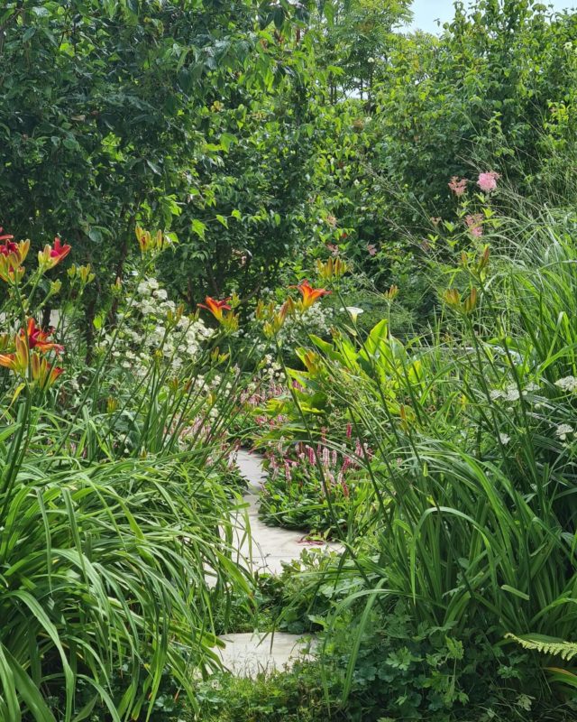 We love @adolfo_gardens beefy herbaceous planting schemes, after a couple of years in the ground they really start going into another level;  lush, dynamic, layered and bright…full of impact. This garden in #welwyn we installed the soft landscaping 3 summers back and have gardened it ever since. @adolfo_gardens uses excellent combos that stand the test of time and although dynamic aren’t too tough to manage as they knit together well and it suits our naturalistic flavour.Thanks to @lanky_gardener for the lovely shots while gardening Great collab 🫡👊💚#garden #gardening #natural #landscape #landscaping #landscapedesign #planting #plants #flowers #countrygarden #hertfordshire