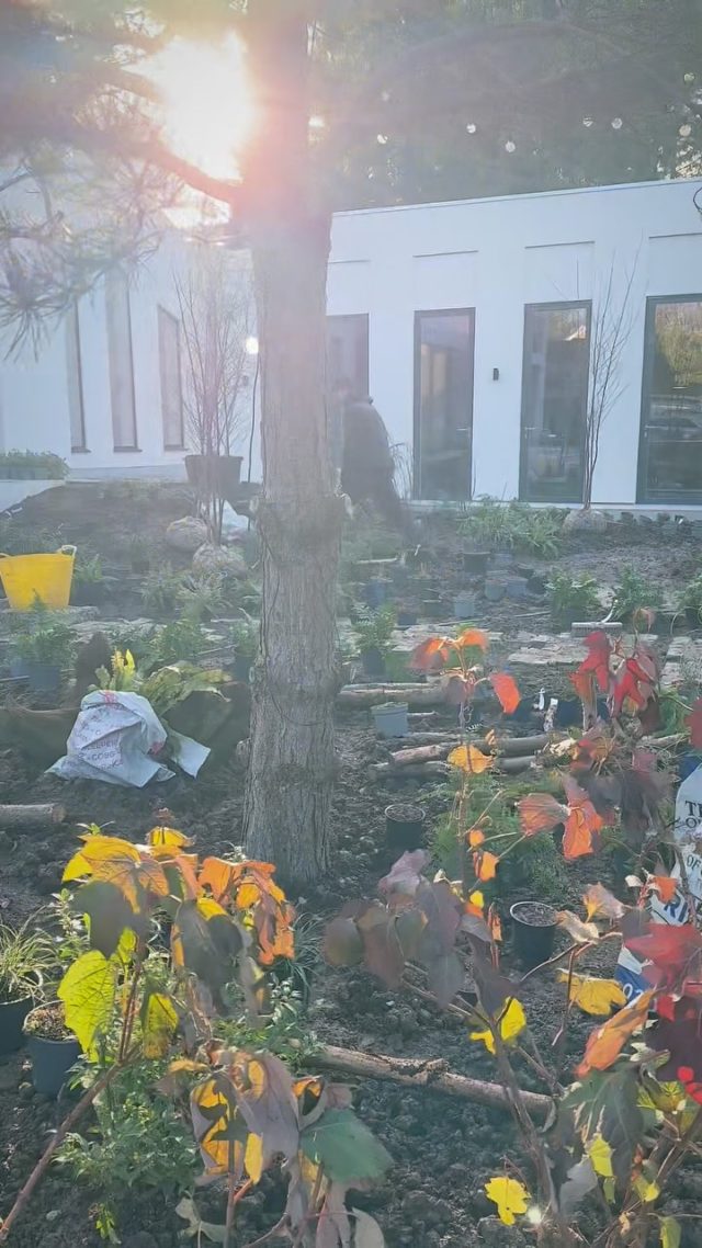 JOY JOY - the first touch of spring. And we are tearing out boring front lawns and creating wild glades. @gold_and_wild_ is a celebration. Of nature focused gardens, of clients who want to rediscover that connection and a community of gardeners of all shapes and sizes coming together to make it happen. Big up the crew - we are riding into the sunshine of ‘25 #garden #gardening #landscape #landscaping #landscapearchitecture #architecture #wild #wildgarden #nature #wildlife #forest #community #life