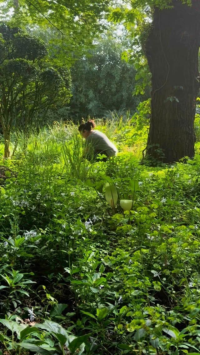 It’s hard to put into words the love I have for our crew and the passion they put into the gardens we are lucky enough to look after. So I hope you can catch a vibe for yourself in this little video. Here in #hampstead @schmeekle_takestheritz and the excellent Tina are gardening this beauty designed a few years back by @declan.buckley1 .  Lush mature woodland gardens are some of our favourite to manage with the dappled light and the rhythms of the seasons bringing calm and mindfulness. #garden #gardendesign #landscape #plants #planting #woodland #flowers #wildlife #architecture #balance #gardeners #passion #community
