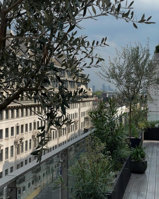 Collaboration with @sielleinteriors on this penthouse roof garden in Baker St. Love creating vibes this way, beautiful impactful Mediterranean planting, loads of herbs for the bbq and simple, elegant troughs, planters and pots. In a 3 day turnaround the outside spaces turned from stark to immersive. The tunes were playing and gazing out across the skyline we could’ve been in Ibiza in that warm early summer sunshine. Thank you to cool clients and @sielleinteriors for great relationship- always makes the difference. Thank you to @chriskeenan for excellent project management and cool shots. #rooftop #roofgarden #london #meditteranean #landscape #gardendesign #planting #immersive #ibiza